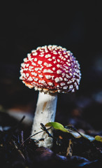 fly agaric mushroom in the forest