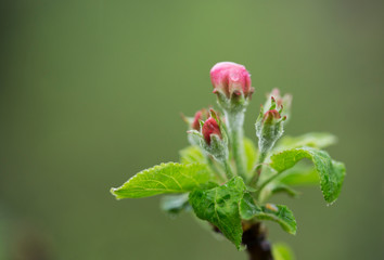 Closeup blossoming tree brunch with white flowers. Flowering of apple trees. Beautiful blooming apple tree branch. Close up of apple flowers.