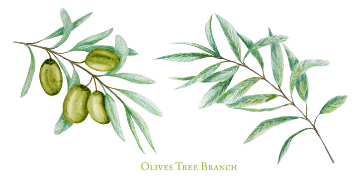 Watercolor green olive tree branch leaves fruits set, Realistic olives botanical illustration isolated on white background, Hand painted, fresh ripe cherries collection for label, card design concept
