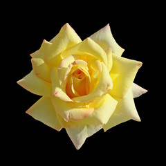 Beautiful yellow rose isolated on a black background