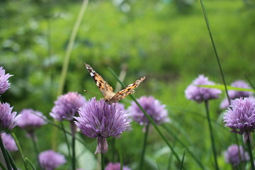 beautiful bright butterfly sits on a flower in the summer garden insect collects nectar