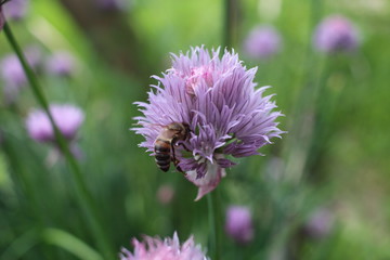 wasp sitting on a flower in the summer garden insect bee collects nectar