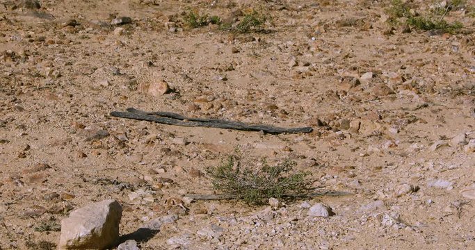 Camera moving up drom a small stones to hill in desert Negev at winter