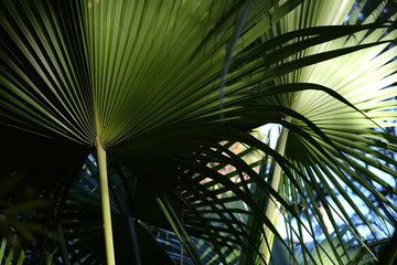 palm fronds bright shaded and silouetted