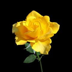 Beautiful yellow rose isolated on a black background