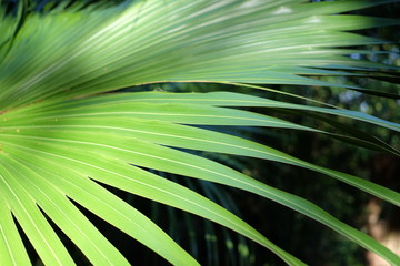 palm fronds bright shaded and silouetted
