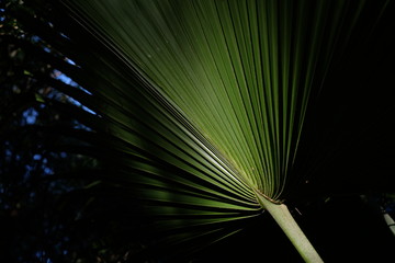 palm fronds bright shaded and silouetted