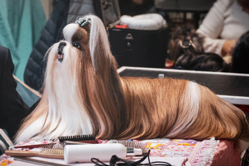dog hairdresser Lhasa Apso shih tzu grooming combing brushing fur dog show