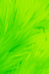 Beautiful abstract colorful yellow and light green feathers on white background and soft white yellow feather texture on white pattern, lemon color background