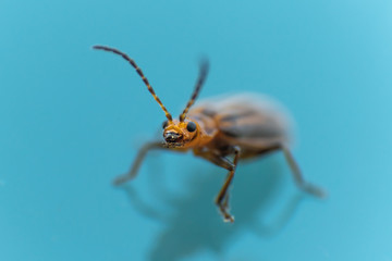 lined bug on blue background