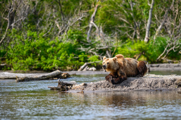 Ruling the landscape, brown bears of Kamchatka (Ursus arctos beringianus)