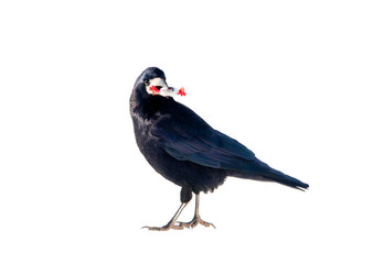 raven with candy in its beak on a white background