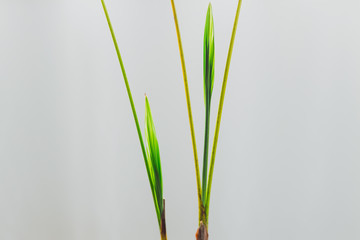 minimalist detail shot of palm tree leaves growth indoor on white