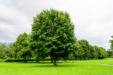 Green garden with large lime trees and bushes in a sunny summer day in Scotland, United Kingdom