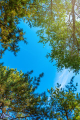 Fototapeta premium Sky appearing among the trees