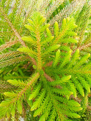 Sirsa, Haryana, India / 6 December 2019: Norfolk Island Pine also known as Araucaria Heterophylla in a small village of Haryana.