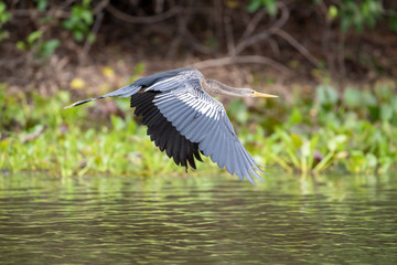 Ein freigestelltes Weibchen des Schlangenhalsvogels fliegt dicht über dem Fluss in der Seitenansicht