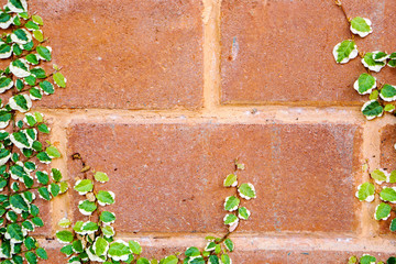 Closeup and crop of ivy green leaves on brick wall.