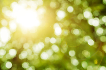 Fototapeta premium Look up view blurred and bokeh of green leaves on tree with sun and lens flare.