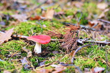 Natural mushroom Russula pink growing in the forest in the moss. Edible mushroom