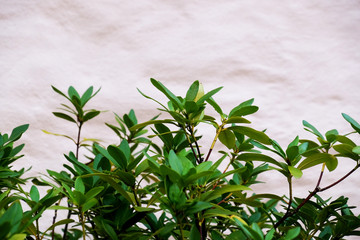 flowers on a background
