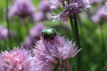 beautiful bright may beetle sits on a flower in the summer garden insect collects nectar