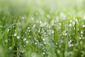 Low angle view of grass