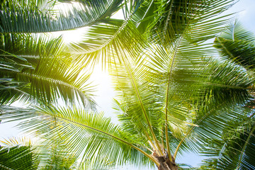 Panele Szklane Podświetlane  tło liści tropikalnych palm, widok perspektywiczny palm kokosowych