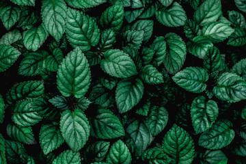 tropical leaf, abstract green leaf texture, nature background