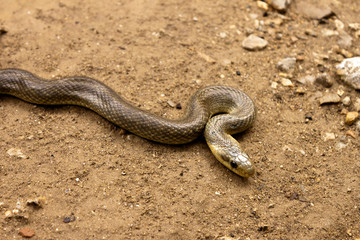 Natrix Maura snake