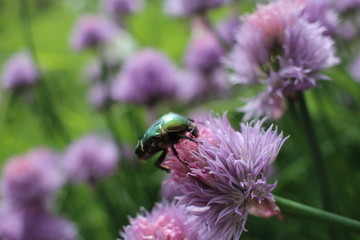 beautiful bright may beetle sits on a flower in the summer garden insect collects nectar