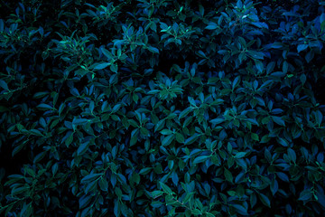 Fototapeta na wymiar tropical leaf, abstract green leaf texture, nature background