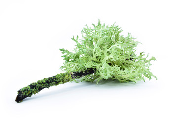 Lichen on a dry twig on a white background. Evernia prunastri, also known as oakmoss, It is used extensively in modern perfumery. - obrazy, fototapety, plakaty