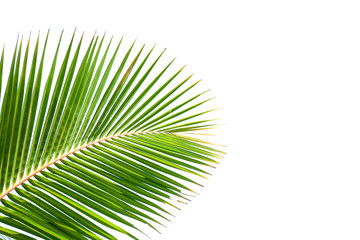 leaves of coconut isolated on white background