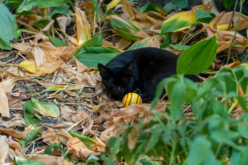 Black european shorthair cat with toy stripe ball sleeps on autumn leaves