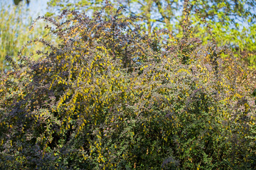 Fototapeta premium Large bush common barberry (berberis vulgaris) in spring during flowering. flowers European barberry (Berberis vulgaris).