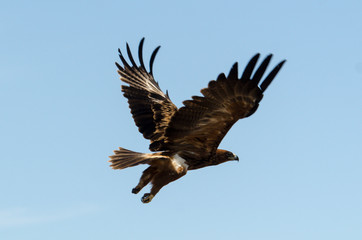 Aigle ravisseur,.Aquila rapax , Tawny Eagle