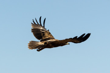 Obraz premium Aigle ravisseur,.Aquila rapax , Tawny Eagle