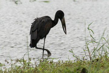 Bec ouvert africain,.Anastomus lamelligerus, African Openbill