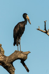 Bec ouvert africain,.Anastomus lamelligerus, African Openbill