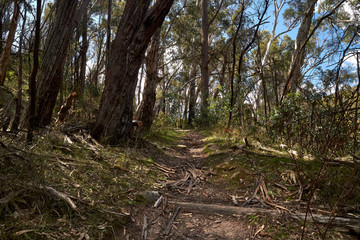 Mt York walking track in the Blue Mountains, New South Wales, Australia.