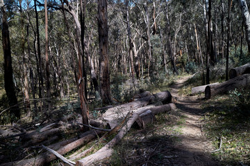 Mt York walking track in the Blue Mountains, New South Wales, Australia.