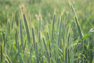 The rye green growing in the field. Rye ear close up. Secale cereale. Poaceae Family.  The rye growing in the field. crops of Rye (Secale cereale) in the green ears phase. 