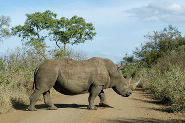 Rhinocéros blanc, white rhino, Ceratotherium simum, Parc national Kruger, Afrique du Sud