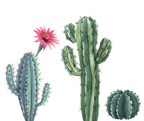 Beautiful three watercolor cactus hand drawn illustrations set. White background. Isolated objects.