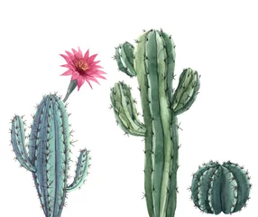 Foto op Canvas Beautiful three watercolor cactus hand drawn illustrations set. White background. Isolated objects. © zenina