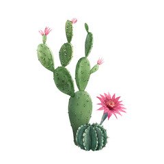 Beautiful watercolor cactus combination. Hand drawn stock illustrations. White background. Isolated objects.