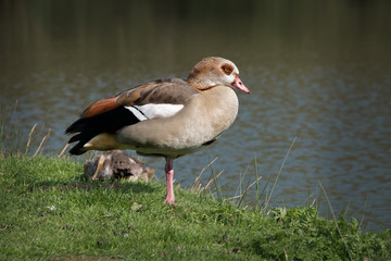 Egyptian geese and goslings on grass by lake in Midhurst. West Sussex