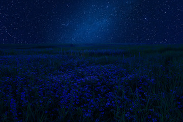 Night summer landscape with flowers © firewings