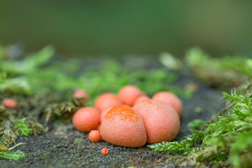 Lycogala epidendrum, commonly known as wolf's milk, groening's slime is a cosmopolitan species of myxogastrid amoeba which is often mistaken for a fungus. Mycetozoa, Eumycetozoa Lycogala epidendrum